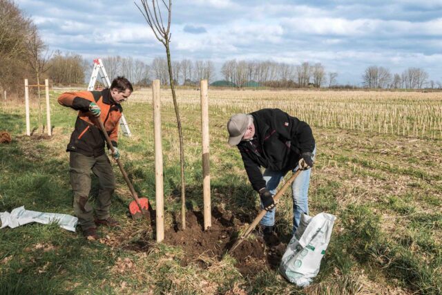 In der Gemeinde Stelle pflanzte der Grüne Kreis die neuen Obstbäume. Foto: ein