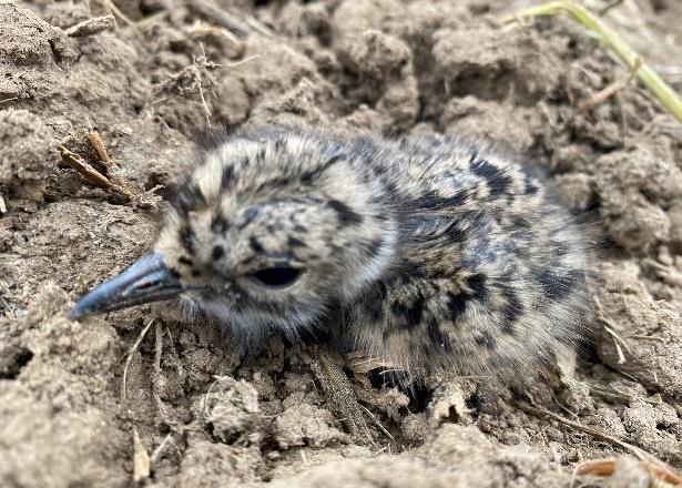 Durch den Wandel seines natürlichen Lebensraumes ist der Kiebitz immer seltener zu sehen und zu hören. Landwirte und Landkreis Harburg ändern das und setzen Artenschutz gemeinsam um, um die Gelege und später die Küken zu schützen. Foto: Landkreis Harburg Durch den Wandel seines natürlichen Lebensraumes ist der Kiebitz immer seltener zu sehen und zu hören. Landwirte und Landkreis Harburg ändern das und setzen Artenschutz gemeinsam um, um die Gelege und später die Küken zu schützen. Foto: Landkreis Harburg