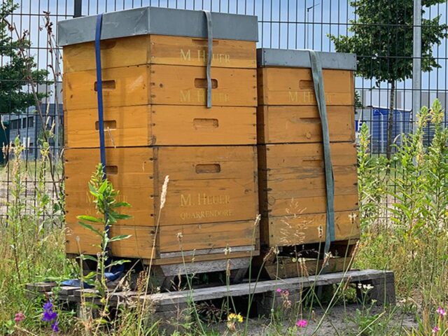 Die DRK-Bienenstöcke in der Benzstraße in Luhdorf. Foto: Andrea Dube Die DRK-Bienenstöcke in der Benzstraße in Luhdorf. Foto: Andrea Dube