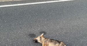 Nach einem Unfall liegt der kleine Wolfswelpe getötet auf der Fahrbahn zwischen Stelle und Kieselshöh. Foto: Bernard Wegner