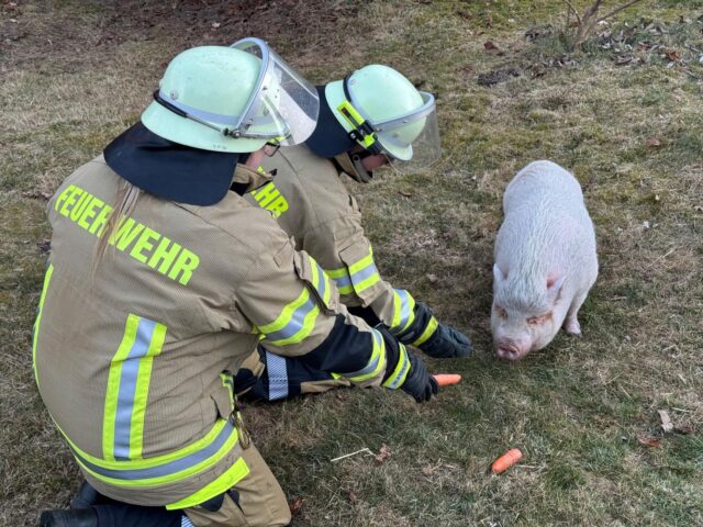 Erst der Schreck, dann die Karotten: Die Feuerwehrfrauen Marcelina Grabenstein und Linnea Kasten versorgen das gerettete Schwein „Halal“ nach dem Brand. Foto: Hamann