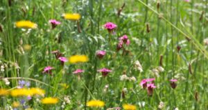 Ein naturnaher Garten bietet Lebensraum für viele Insekten und Vögel. Foto: Symbolbild