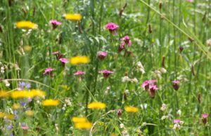 Ein naturnaher Garten bietet Lebensraum für viele Insekten und Vögel. Foto: Symbolbild