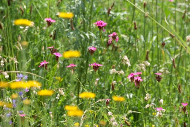 Ein naturnaher Garten bietet Lebensraum für viele Insekten und Vögel. Foto: Symbolbild