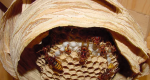 Wespen und Hornissen Foto: Landkreis Harburg