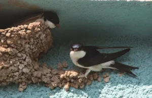 Wahl zum Vogel des Jahres 2027 beginnt heute Mehlschwalben beim Nestbau. Foto: Christoph-Moning/NABU