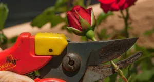 Herbstliche Gartenarbeiten richtig gemacht.