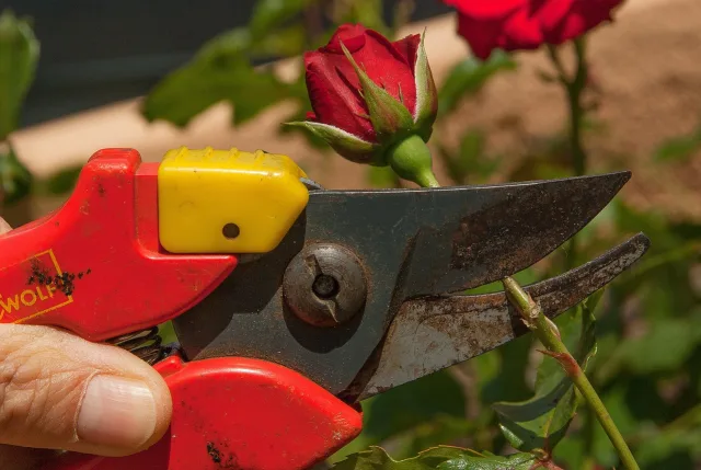 Herbstliche Gartenarbeiten richtig gemacht.