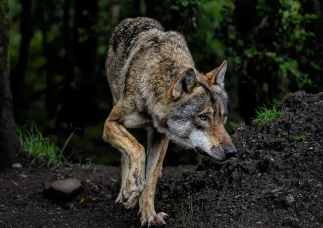 Wolf. Foto: Symbolbild