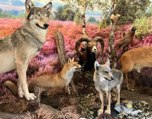 Das Wolf-Info-Mobil präsentiert seinen neuen Wolfswelpen. Foto: Wegner