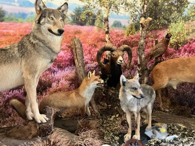 Das Wolf-Info-Mobil präsentiert seinen neuen Wolfswelpen. Foto: Wegner