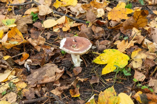 Ein Pilz im Herbst. Foto: JOTO