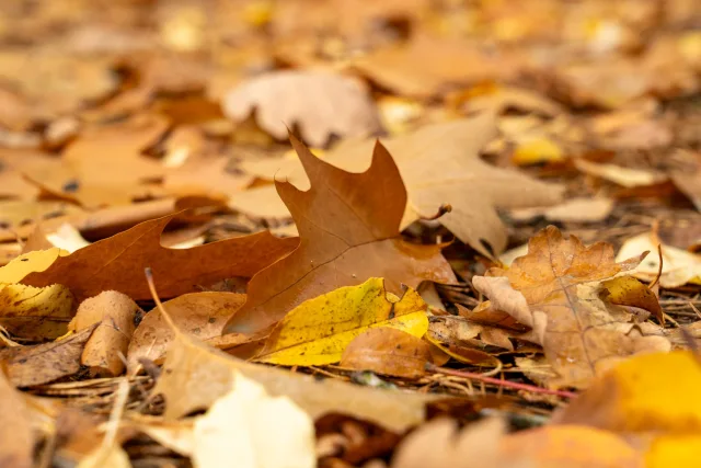 Laub und Blätter im Herbst. Foto: JOTO