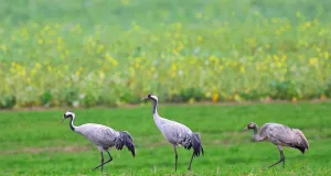 Kraniche auf einer Wiese Foto: Landkreis Harburg