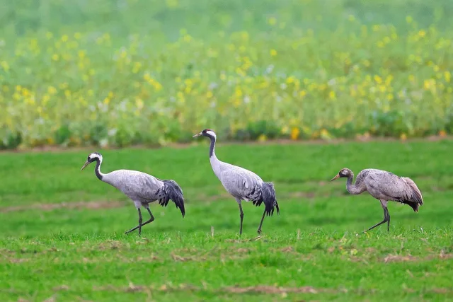 Kraniche auf einer Wiese Foto: Landkreis Harburg