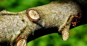 Ast. Foto: Symbolbild