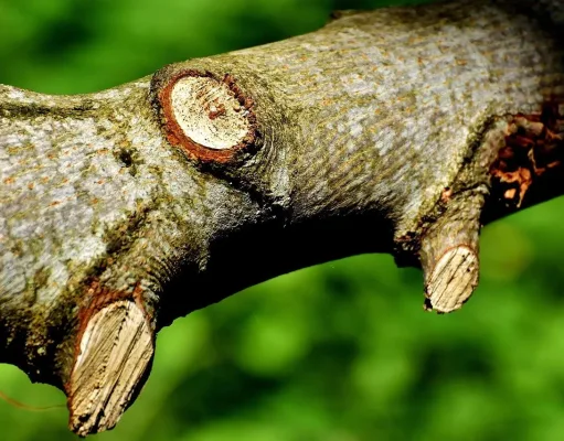 Ast. Foto: Symbolbild