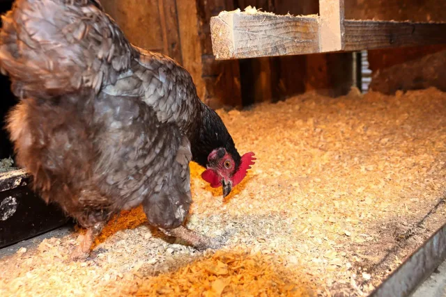 Geflügel im Stall. Foto: Symbolbild