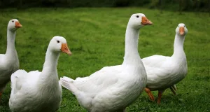 Gänse. Foto: Symbolbild