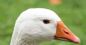 Gans. Foto: Symbolbild