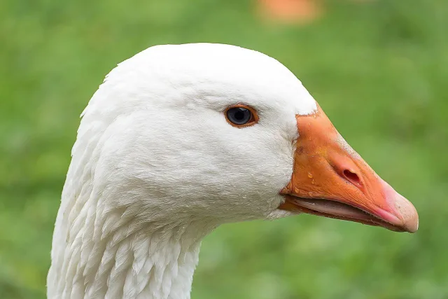 Gans. Foto: Symbolbild