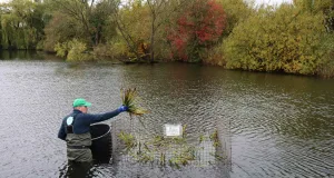Ein Mitarbeiter der Ökologischen Station siedelt die Krebsschere in einem Schutzkorb in ihrer neuen Heimat an. Landkreis Harburg