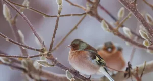 Vogel im Winter. Foto: Symbolbild