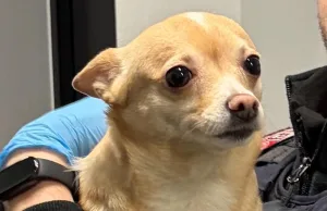 Happy-End: Entlaufener Hund aus Winsen bei gesuchtem Straftäter gefunden Die Bundespolizei übergab Chihuahua-Hündin Bella am Dienstag an ihren überglücklichen Besitzer aus Winsen. Foto: Bundespolizei Hamburg