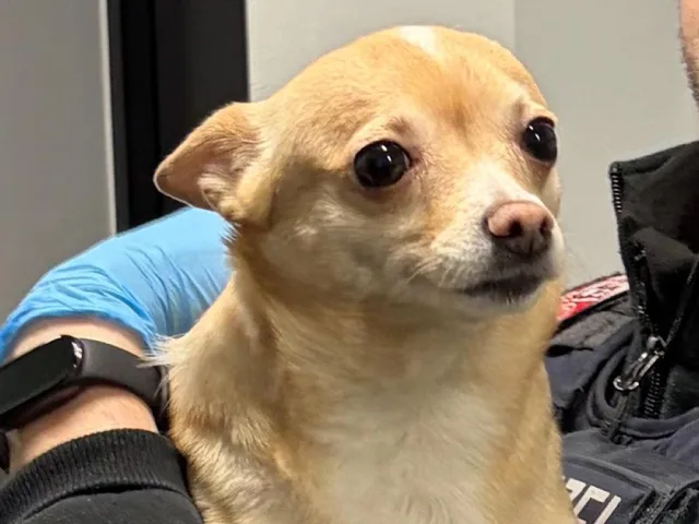 Die Bundespolizei übergab Chihuahua-Hündin Bella am Dienstag an ihren überglücklichen Besitzer aus Winsen. Foto: Bundespolizei Hamburg