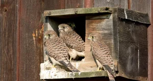 Turmfalke. Foto: Frank Derer