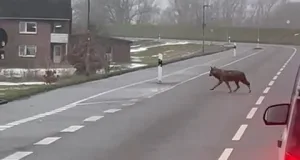 Ein Wolf wurde am Dienstagvormittag am Rosendamm in Fliegenberg gesichtet und von Autofahrern gefilmt. Foto: privat