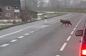 Video: Wolf am Deich in Fliegenberg gesichtet und gefilmt Ein Wolf wurde am Dienstagvormittag am Rosendamm in Fliegenberg gesichtet und von Autofahrern gefilmt. Foto: privat