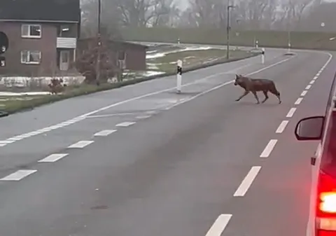 Ein Wolf wurde am Dienstagvormittag am Rosendamm in Fliegenberg gesichtet und von Autofahrern gefilmt. Foto: privat