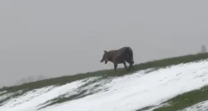 Ein Wolf lief am Dienstag am Elbdeich in Fliegenberg entlang und löste eine politische Debatte aus. Foto: privat