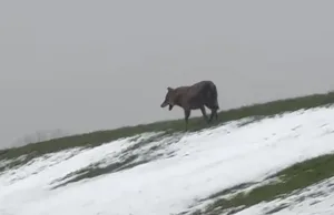 Politik reagiert auf Wolf am Elbdeich in Fliegenberg Ein Wolf lief am Dienstag am Elbdeich in Fliegenberg entlang und löste eine politische Debatte aus. Foto: privat
