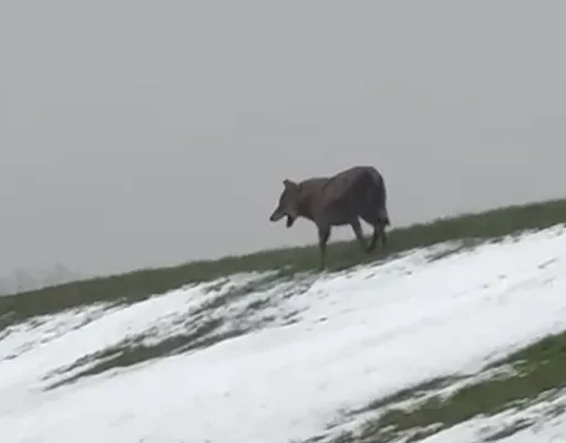Ein Wolf lief am Dienstag am Elbdeich in Fliegenberg entlang und löste eine politische Debatte aus. Foto: privat