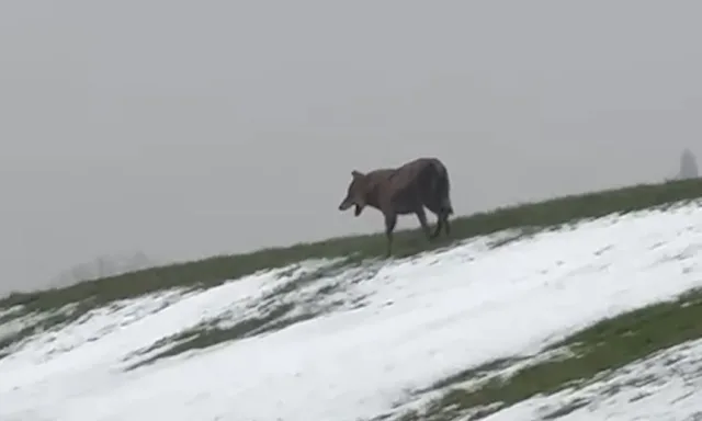 Wolf_Fliegenberg2 Ein Wolf lief am Dienstag am Elbdeich in Fliegenberg entlang und löste eine politische Debatte aus. Foto: privat