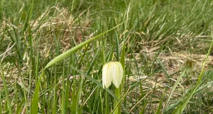 Eine einzelne Schachbrettblume steht auf einem Feld in der Seeveniederung. Foto: JOTO