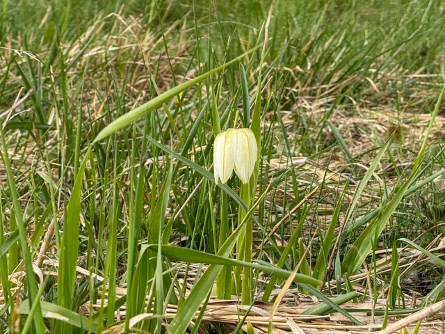 Eine einzelne Schachbrettblume steht auf einem Feld in der Seeve Eine einzelne Schachbrettblume steht auf einem Feld in der Seeveniederung. Foto: JOTO