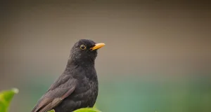 Amsel. Foto: Symbolbild