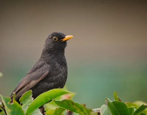 Amsel. Foto: Symbolbild