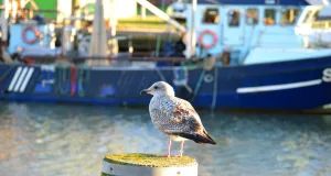 Möwe im Hafen von Büsum. Foto: ein