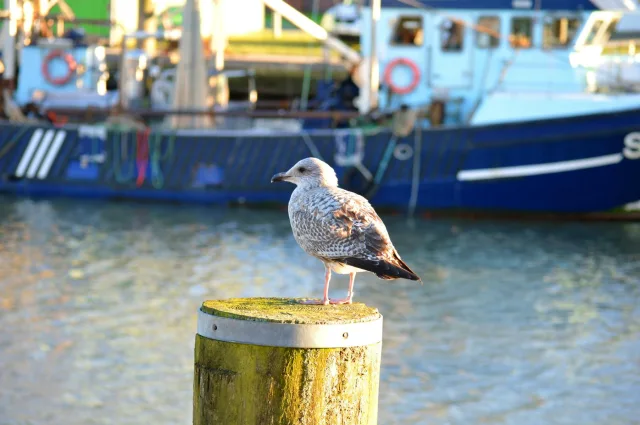 Möwe im Hafen von Büsum. Foto: ein