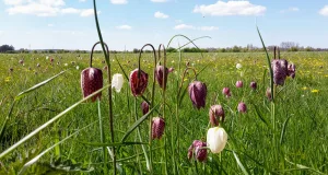 Die Schachbrettblume ist der Star an der Seeve. Auf den Wiesen im Junkernfeld findet sich das bundesweit größte Vorkommen dieser Blume. Foto: Landkreis Harburg