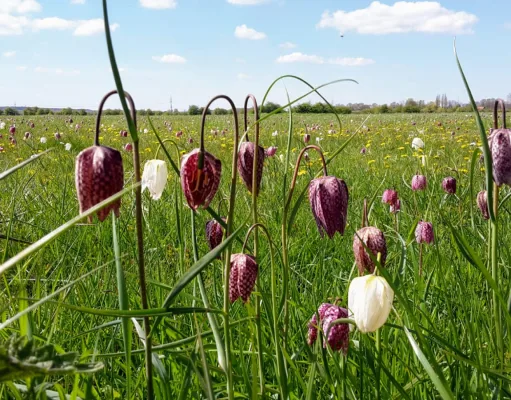 Die Schachbrettblume ist der Star an der Seeve. Auf den Wiesen im Junkernfeld findet sich das bundesweit größte Vorkommen dieser Blume. Foto: Landkreis Harburg