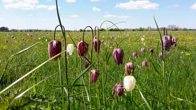 Die Schachbrettblume ist der Star an der Seeve. Auf den Wiesen im Junkernfeld findet sich das bundesweit größte Vorkommen dieser Blume. Foto: Landkreis Harburg Die Schachbrettblume ist der Star an der Seeve. Auf den Wiesen im Junkernfeld findet sich das bundesweit größte Vorkommen dieser Blume. Foto: Landkreis Harburg