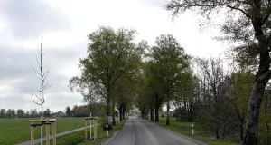 Die neuen Hochstämme sind Ersatzpflanzungen für Bäume, die aus Verkehrssicherungsgründen entnommen werden mussten. Foto: Landkreis Harburg