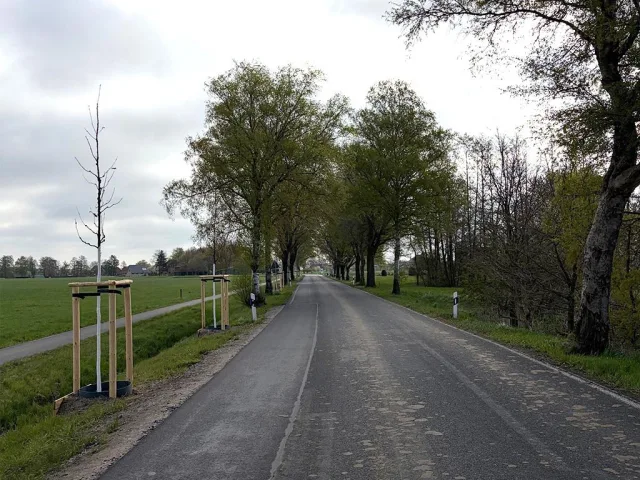 Die neuen Hochstämme sind Ersatzpflanzungen für Bäume, die aus Verkehrssicherungsgründen entnommen werden mussten. Foto: Landkreis Harburg