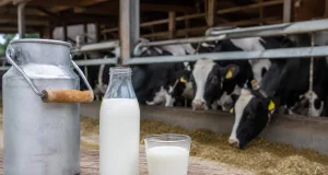 Frische Milch auf dem Bauernhof. Foto: Grösch, KI-generiert