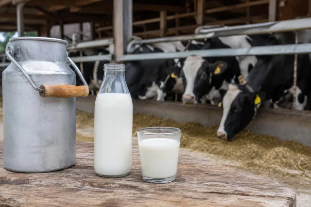 Frische Milch auf dem Bauernhof. Foto: Grösch, KI-generiert Frische Milch auf dem Bauernhof. Foto: Grösch, KI-generiert